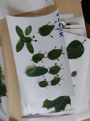 praca plastyczna inspirowana jesienią