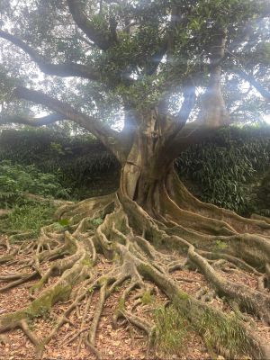 jedno z drzew w ogrodzie botanicznym Jardim Ant&oacute;nio Borges