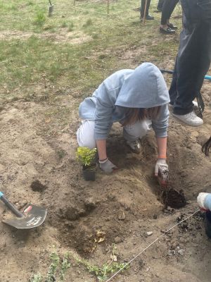 Uczniowie sadzą krzewy.