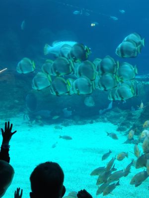 Uczniowie spacerujący alejkami zoo. Uczniowie spacerujący alejkami zoo.