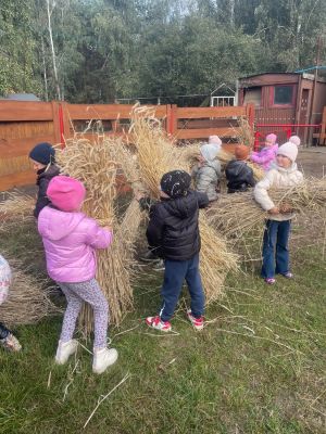 Uczniowie uczą się wiązać zboże w tradycyjny snopek.