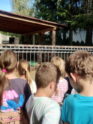 Dzieci podziwiają alpaki.