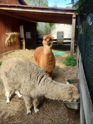 Alpaki w domowym mini zoo